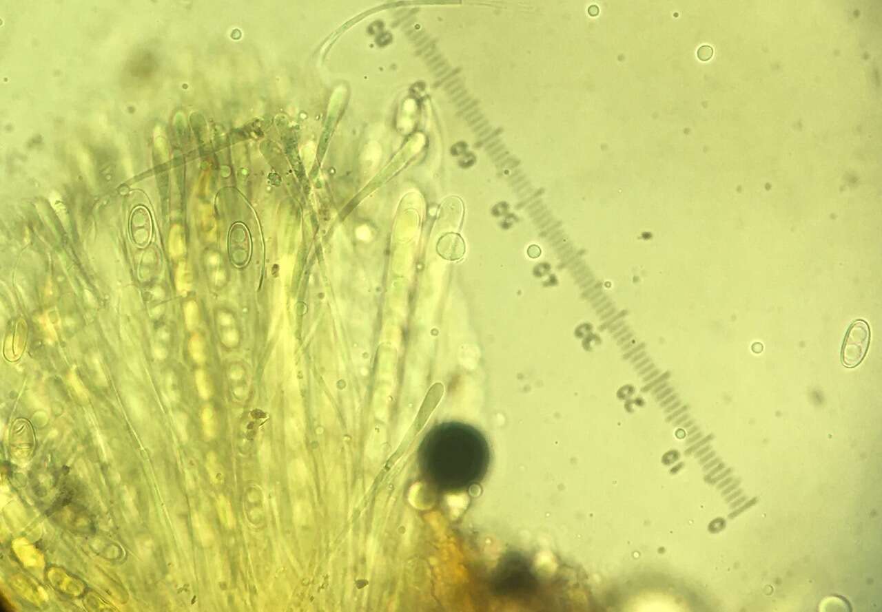 Anthracobia macrocystis (Cooke) Boud. 1907的圖片