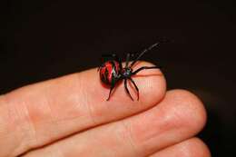 Latrodectus curacaviensis (Müller 1776)的圖片