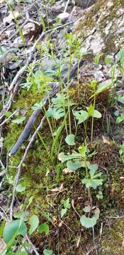 Ranunculus allegheniensis Britton. resmi