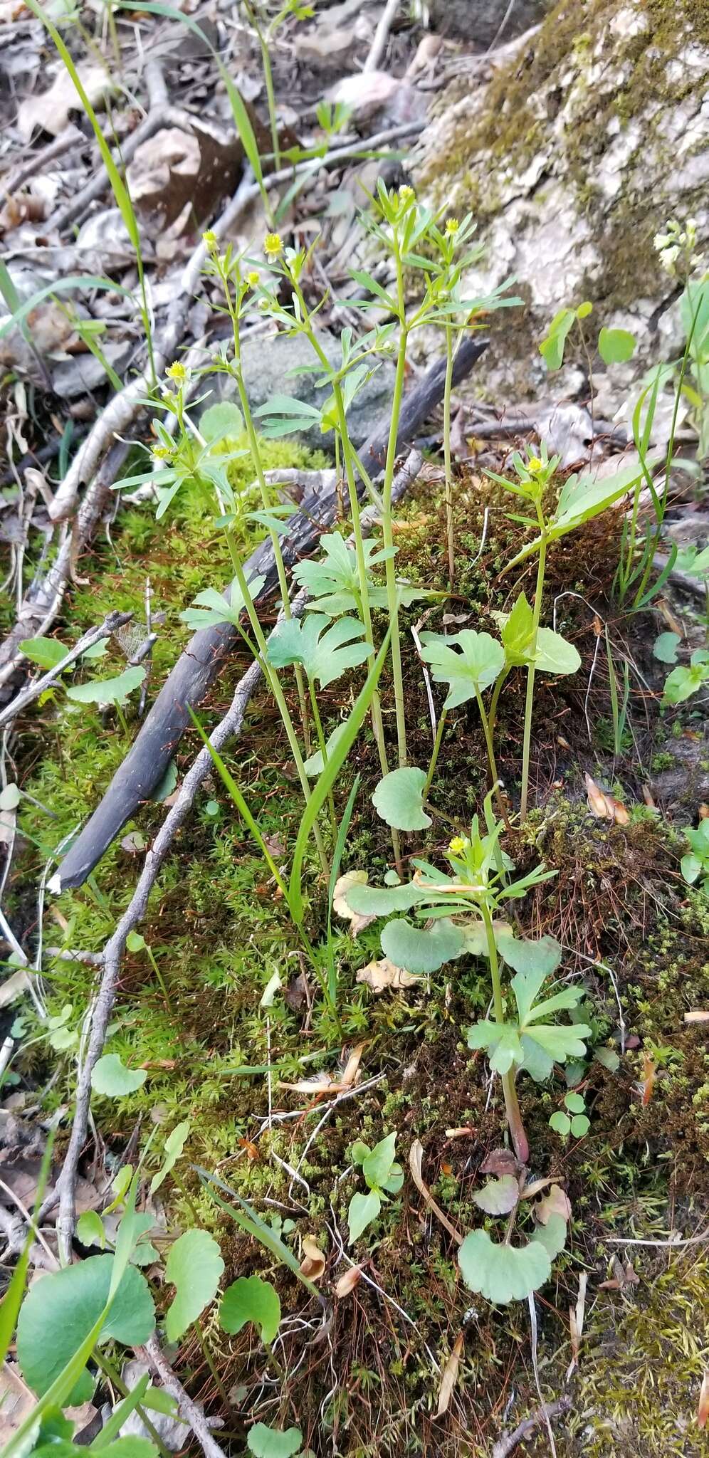 Imagem de Ranunculus allegheniensis Britton.