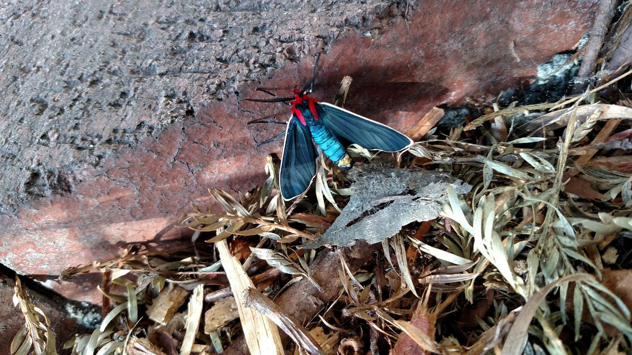 Image of Ctenucha multifaria Walker 1854