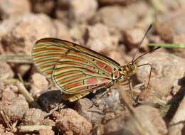 Image of Acraea atolmis Westwood 1882