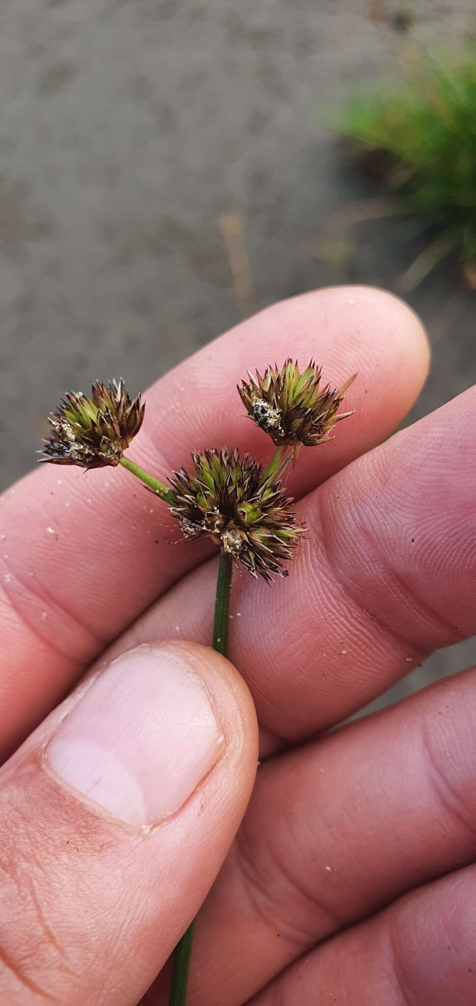 Image of Juncus dregeanus subsp. dregeanus