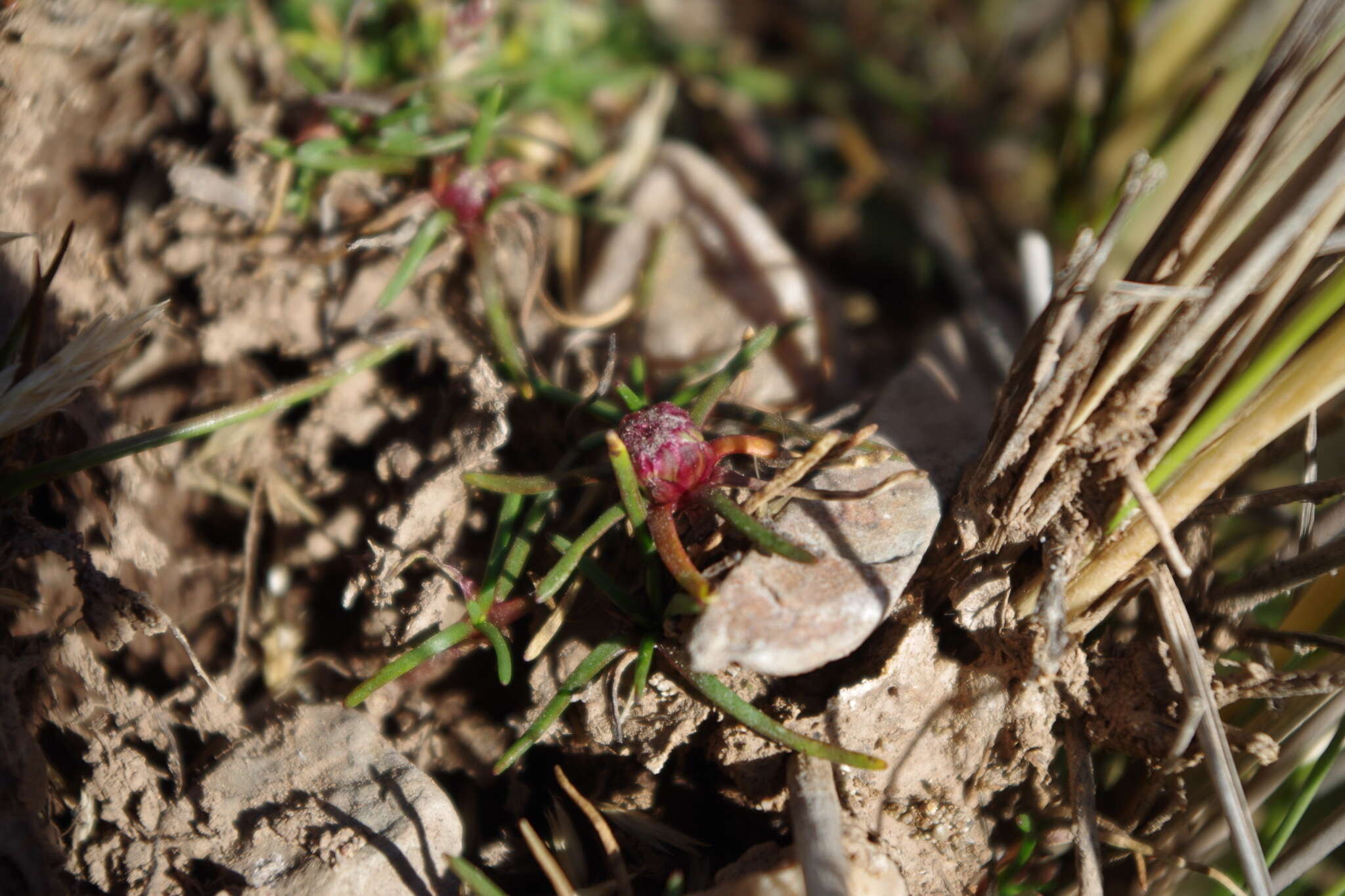 صورة Pseudobaccharis acaulis (Wedd. ex R. E. Fr.) Cabrera