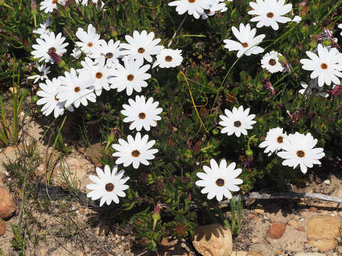 Image of Gordon's Bay Daisy