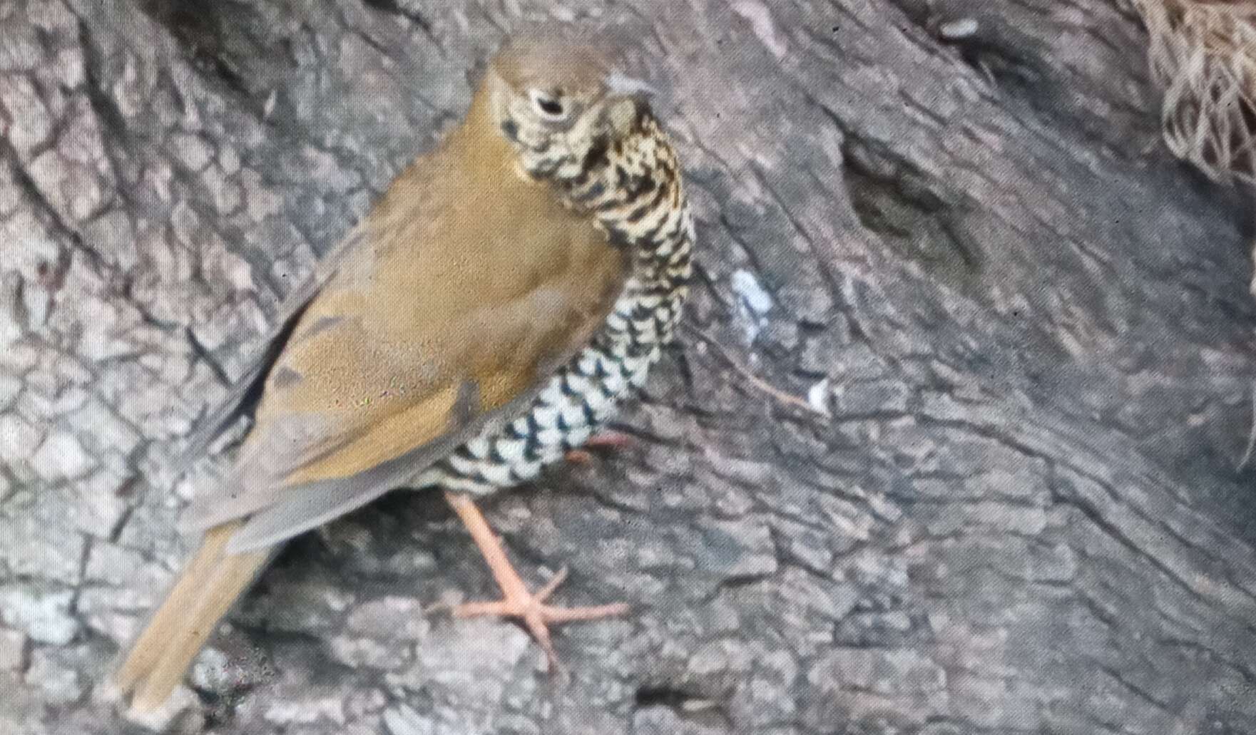 Image of Plain-backed Thrush