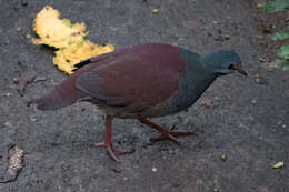 Image of Buff-fronted Quail-Dove