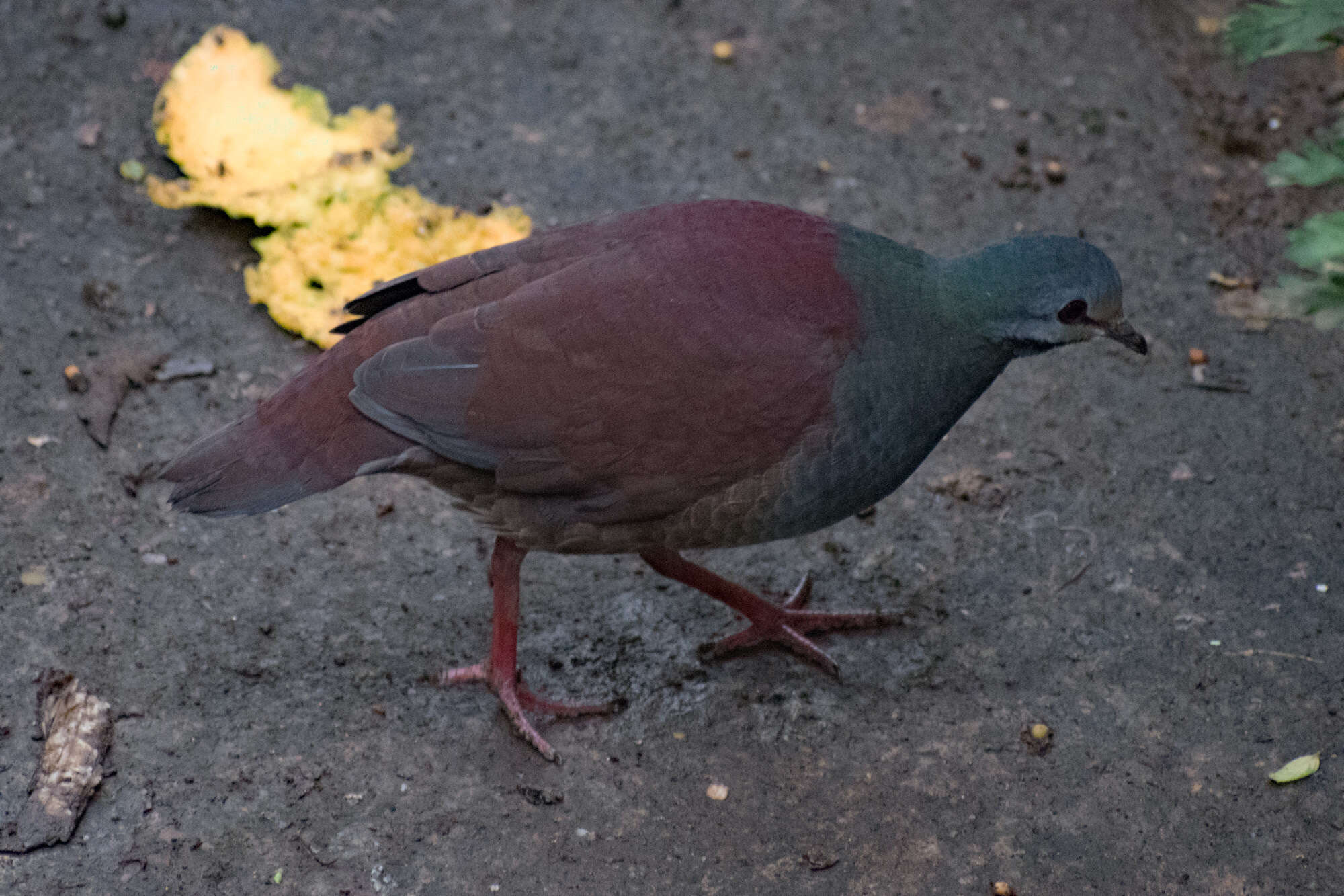 Image of Buff-fronted Quail-Dove