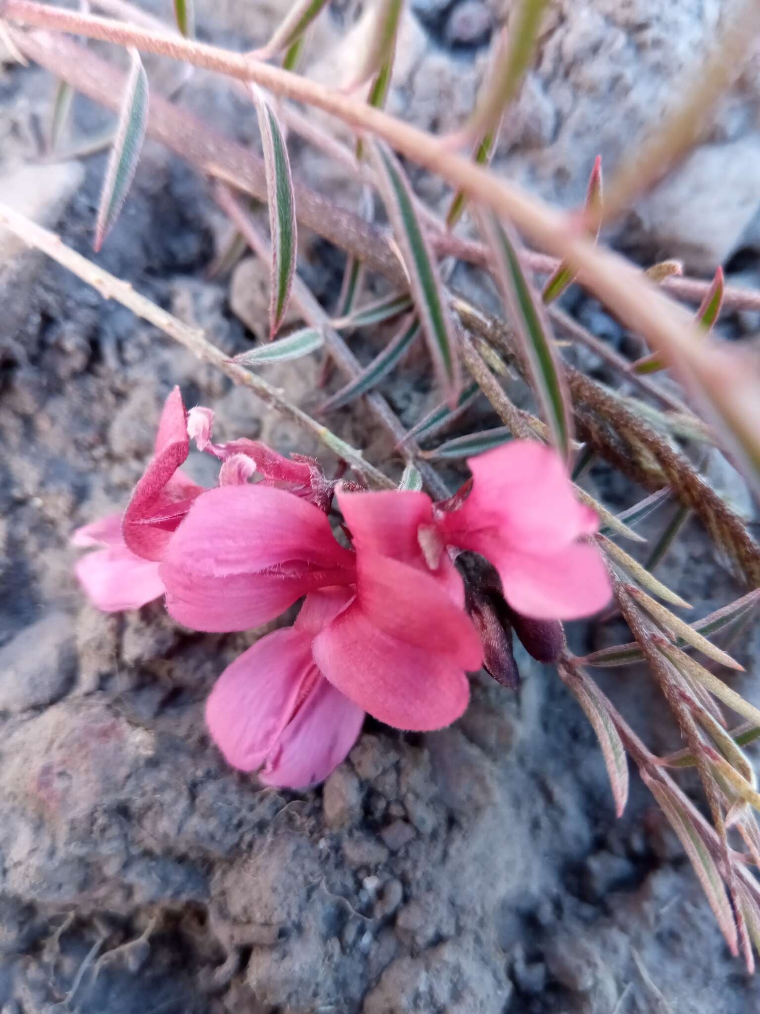 Слика од Indigofera pedunculata Baker