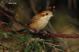 Image of Bull-headed Shrike