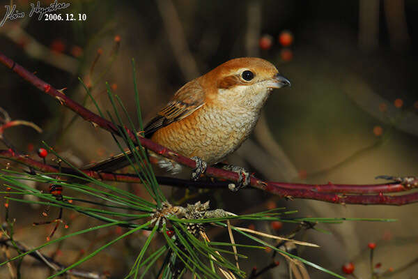 Image of Bull-headed Shrike