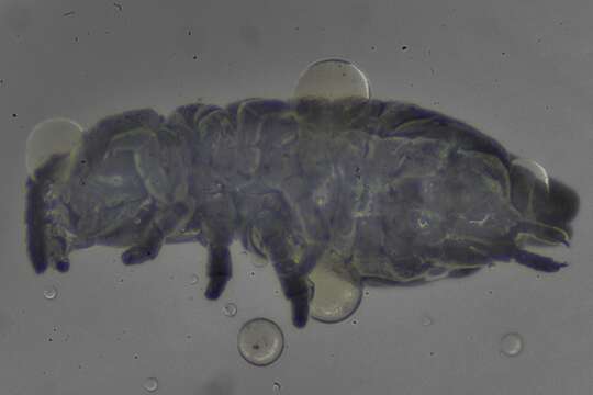 Image of Snow flea