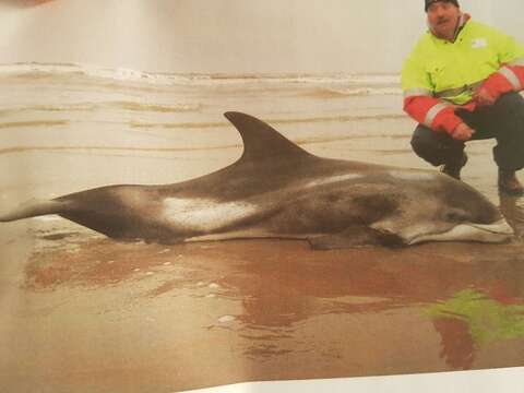 Image of White-beaked Dolphin