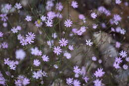 صورة Silene corinthiaca Boiss. & Heldr.