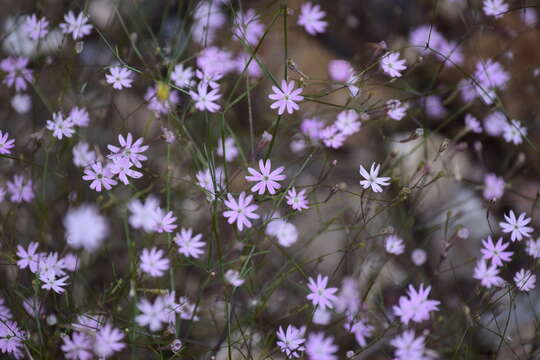 Imagem de Silene corinthiaca Boiss. & Heldr.