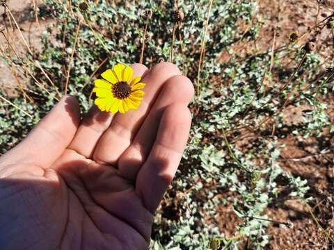 Sivun Encelia asperifolia (S. F. Blake) C. Clark & D. W. Kyhos kuva