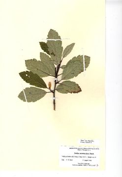 Image of <i>Sorbus minima</i> (Ley) Hedl.
