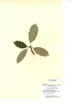 Image of <i>Sorbus minima</i> (Ley) Hedl.