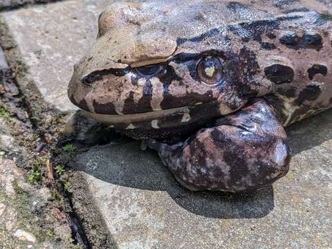 Image of Leptodactylus paraensis Heyer 2005