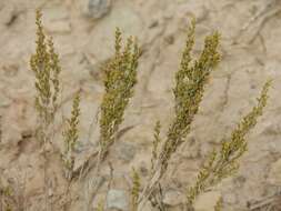 Imagem de Artemisia pauciflora