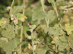 Image of Sphaeralcea mendocina Phil.