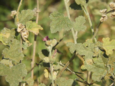 Imagem de Sphaeralcea mendocina Phil.