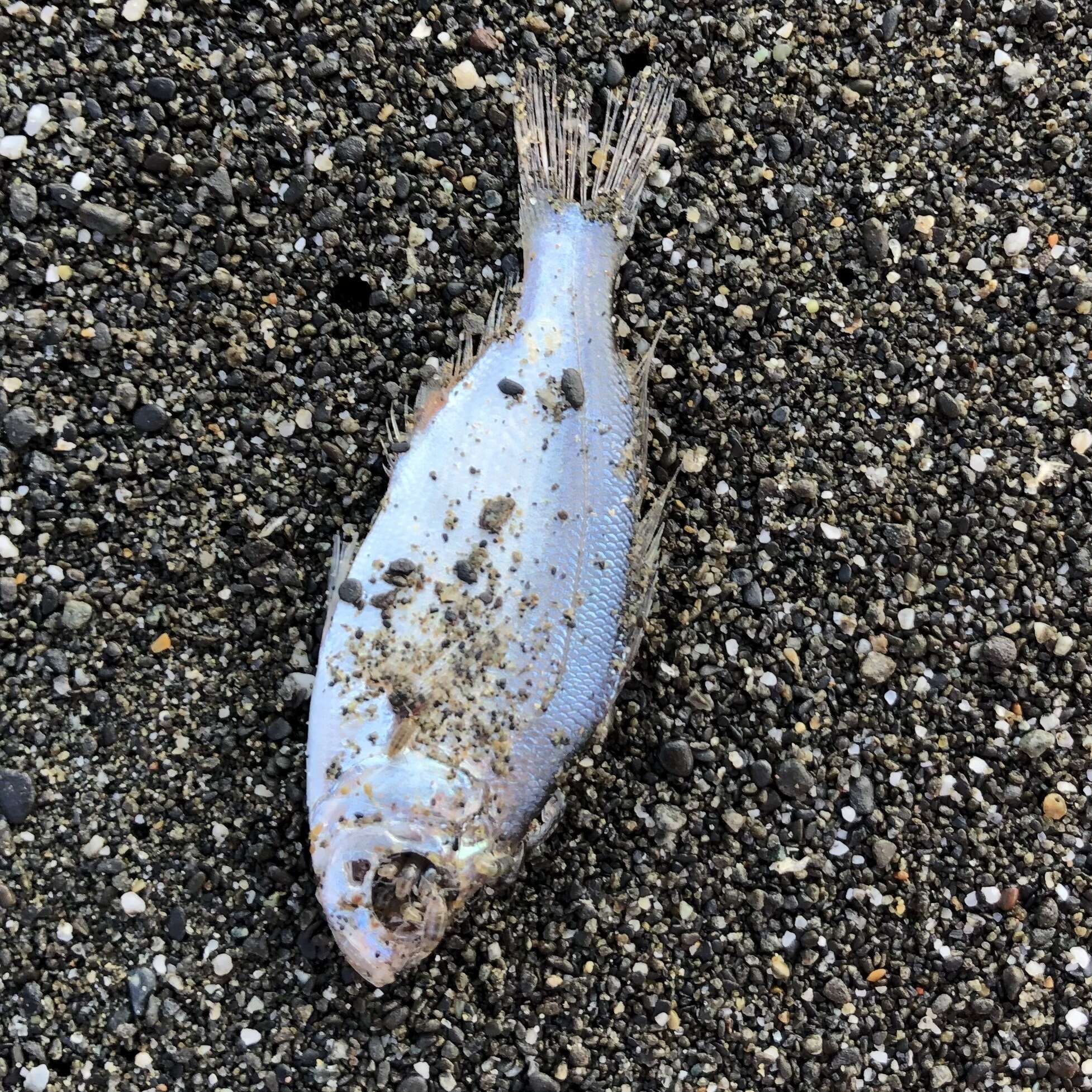 Image of Spotfin surfperch