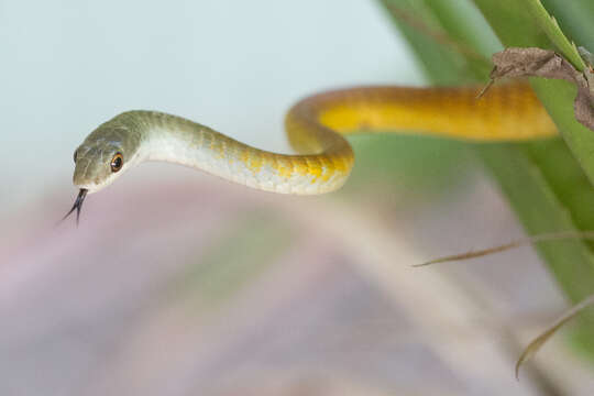 Image of Black Treesnake