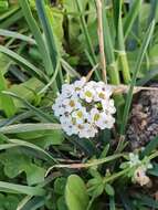 Plancia ëd Lobularia maritima subsp. maritima