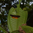 Image of Eurybia juturna Felder 1865