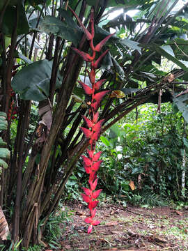 Image of Heliconia pogonantha Cufod.