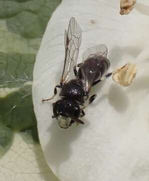 Imagem de Hylaeus hyalinatus Smith 1842