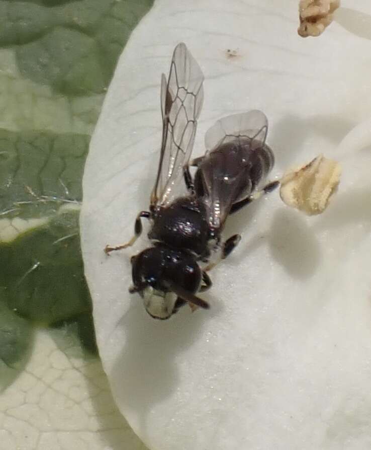 Image of Hyaline Masked Bee