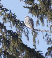 Image of Gyr Falcon