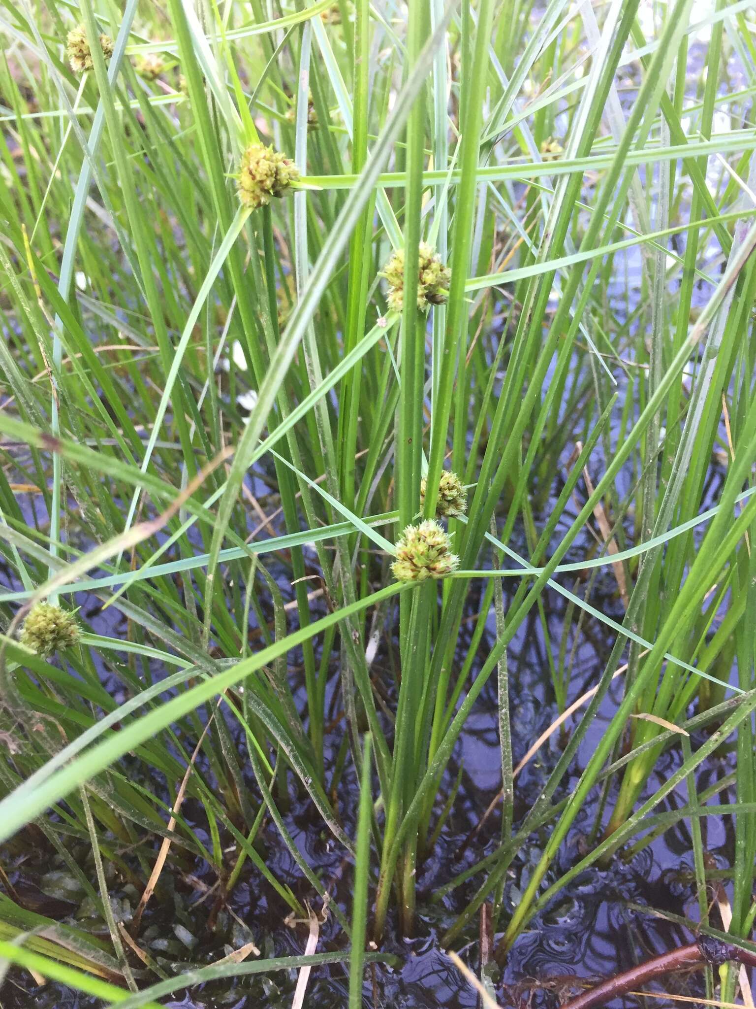 Plancia ëd Cyperus blepharoleptos Steud.