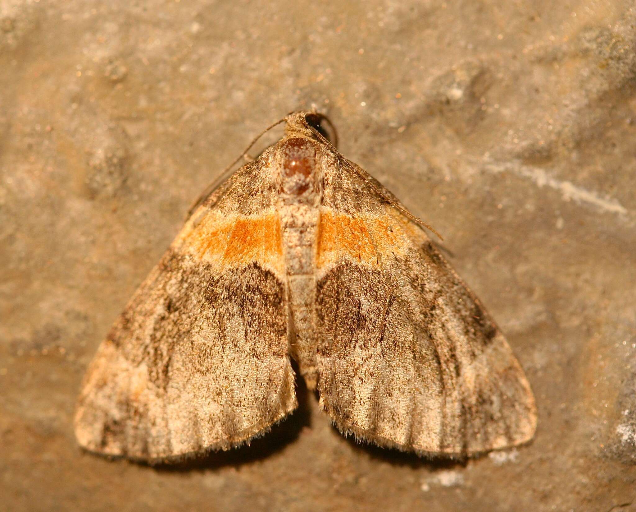 Image of Orange-barred Carpet