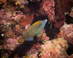 Image of Fantail filefish