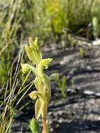 Image de Satyrium outeniquense Schltr.