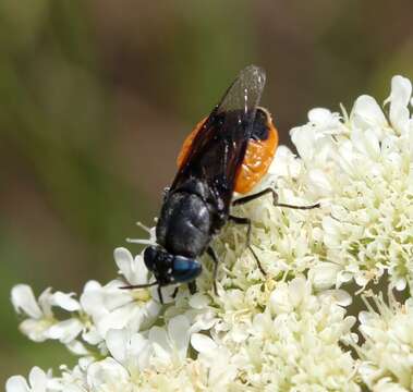 Image of Odontomyia flavissima (Rossi 1790)