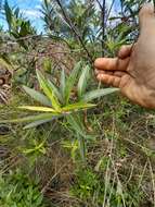 Image of Baccharis punctulata DC.