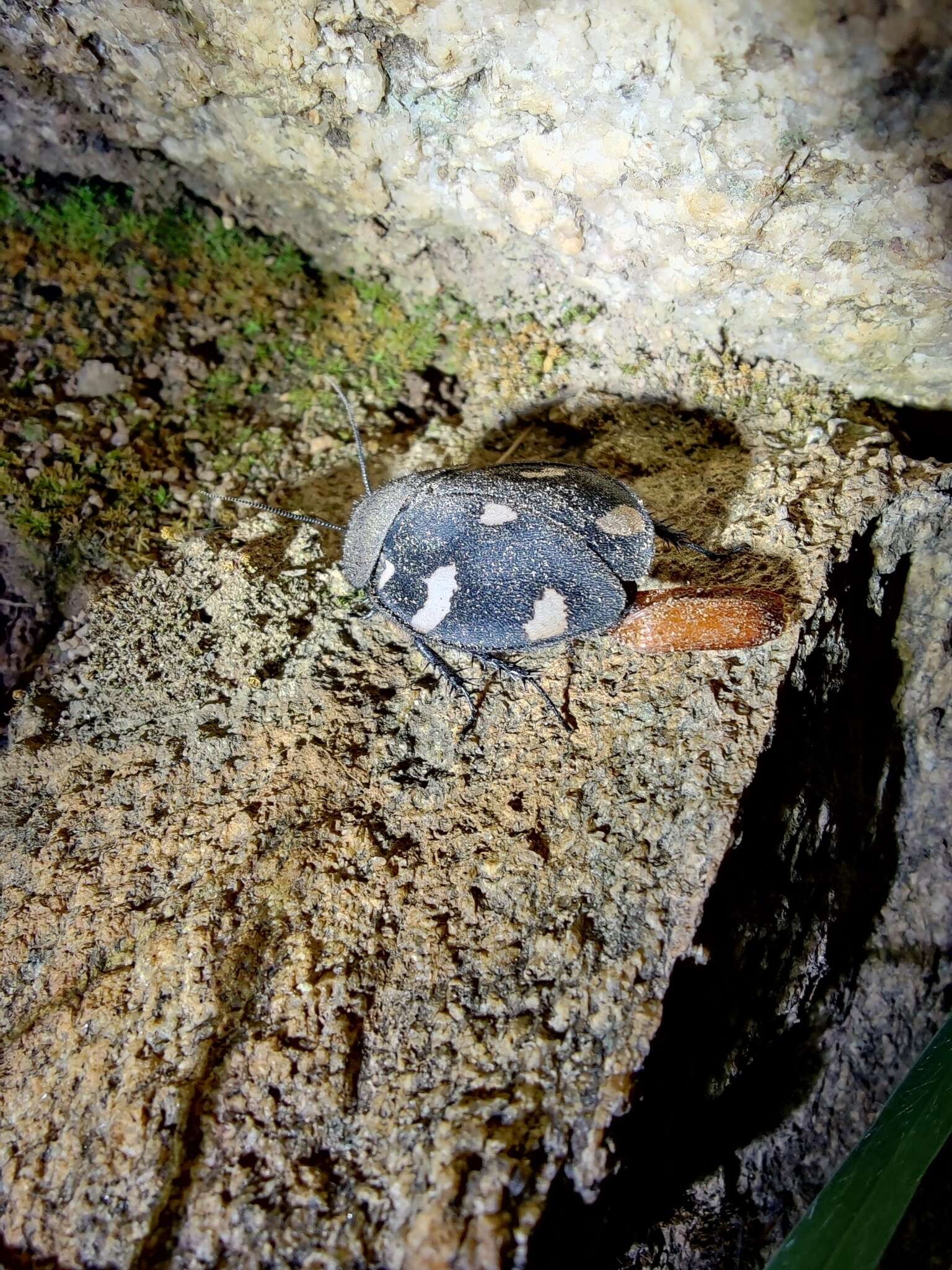Image of Indian Domino Cockroach