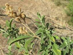 Image of Otholobium striatum (Thunb.) C. H. Stirt.