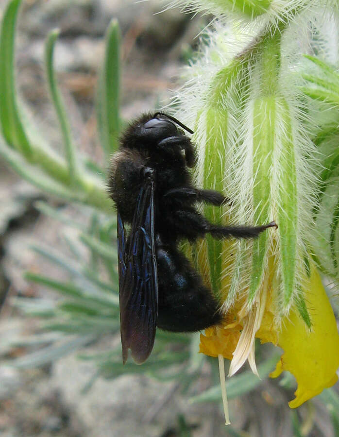 Plancia ëd Xylocopa iris (Christ 1791)