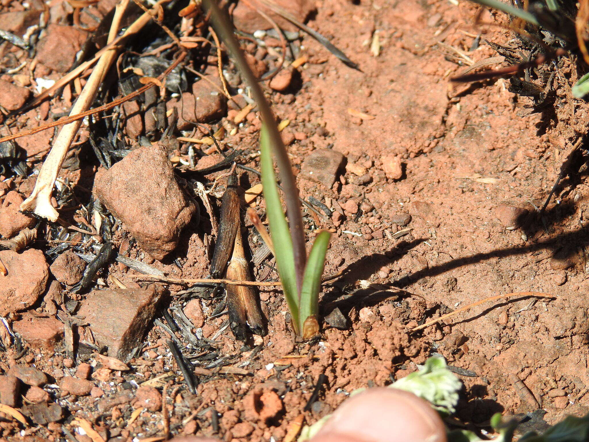 Image of Tulbaghia acutiloba Harv.