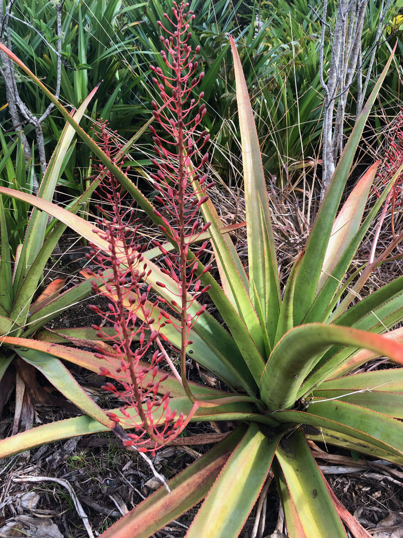 Aloe tormentorii (Marais) L. E. Newton & G. D. Rowley resmi