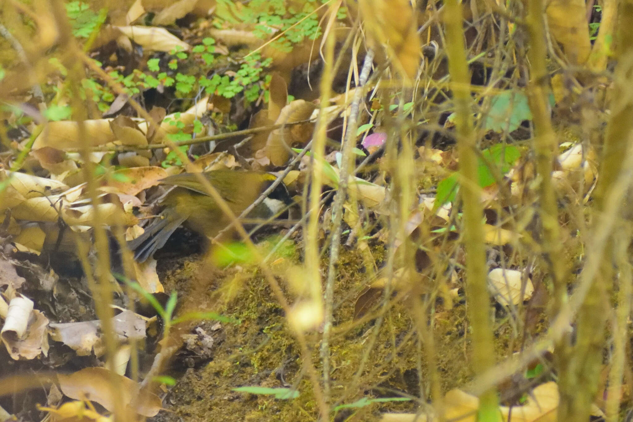 Image of Green-striped Brush Finch