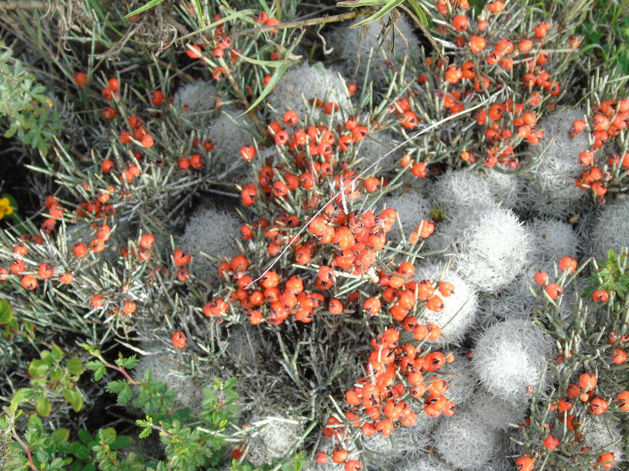 Image of Ephedra compacta Rose