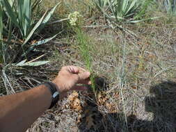 Image of whorled milkweed