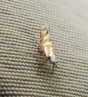 Image of Argyresthia aureoargentella Brower 1953