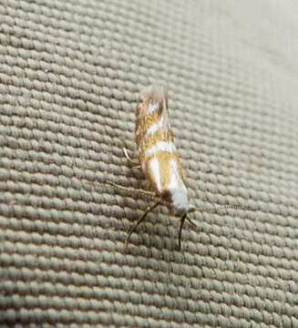 Image de Argyresthia aureoargentella Brower 1953